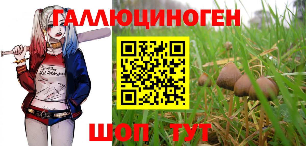 Гудермес  Псилоцибиновые грибы MAGIC MUSHROOMS  Галлюциногенные грибы мицелий  Вход с VPN 